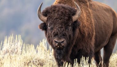 Woman tests fate by getting too close to a massive bison, faceplants while running away