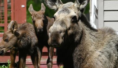 Wildlife officials urge caution around edgy animals after 5 people injured in Anchorage moose encounters