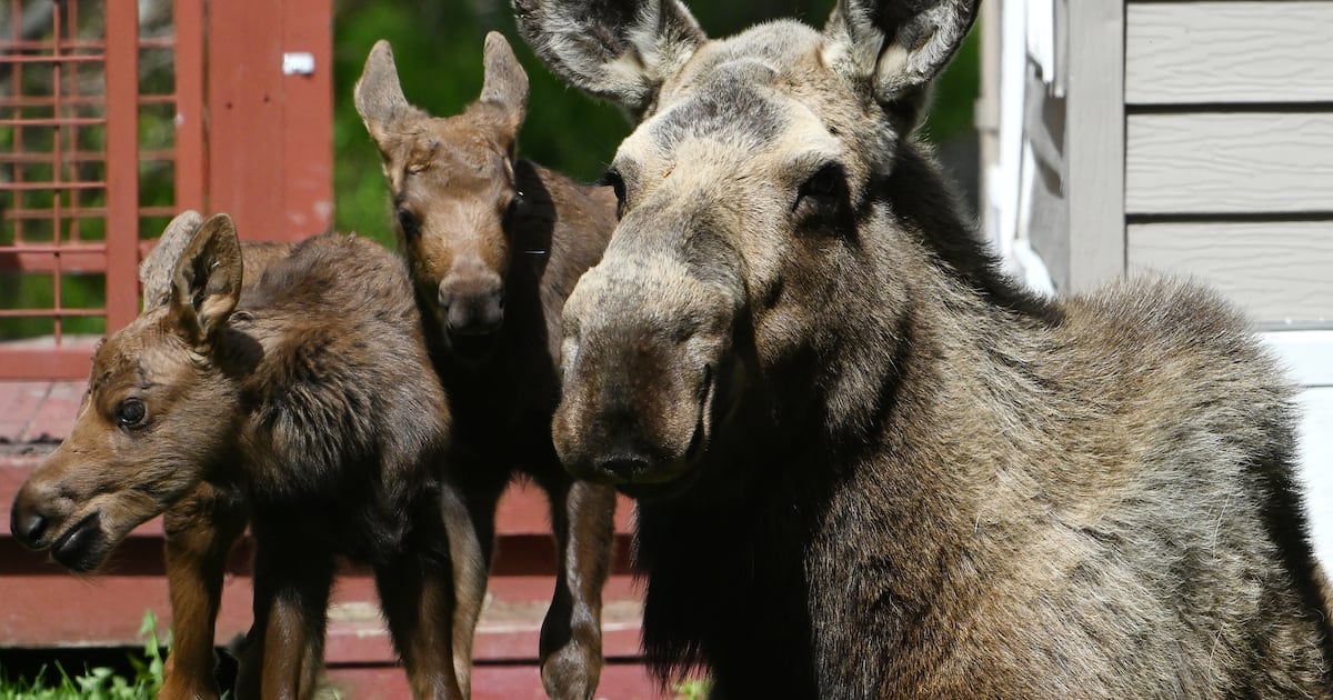Wildlife officials urge caution around edgy animals after 5 people injured in Anchorage moose encounters