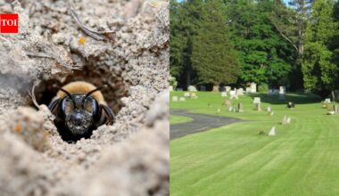 Scientists discover 5.5 million bees living beneath a New York cemetery for over 100 years and it could help save vulnerable pollinators |