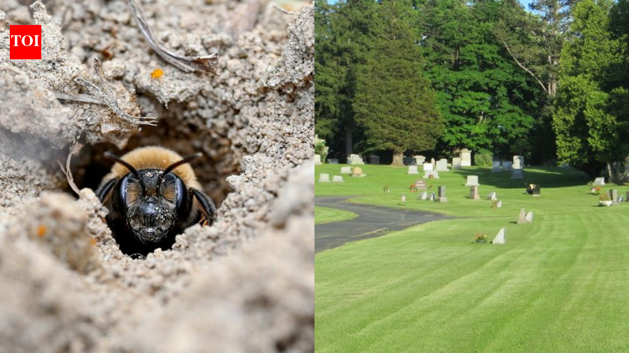 Scientists discover 5.5 million bees living beneath a New York cemetery for over 100 years and it could help save vulnerable pollinators |
