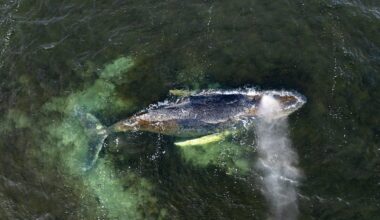 Timmy the whale’s carcass dragged onto Danish beach after weeks languishing in shallow waters