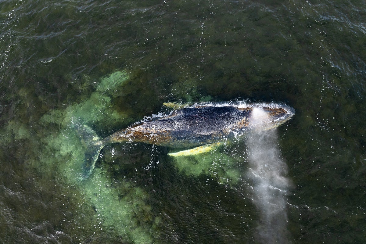 Timmy the whale’s carcass dragged onto Danish beach after weeks languishing in shallow waters