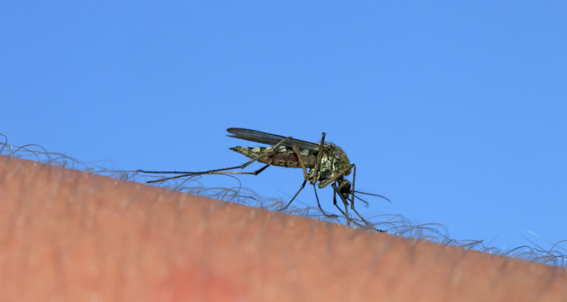 Google applies for permit to release 32 million mosquitoes in Calif.