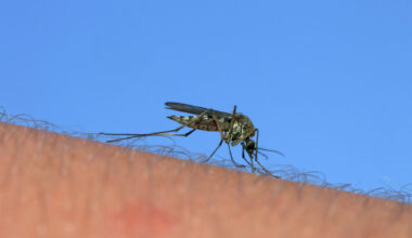Google applies for permit to release 32 million mosquitoes in Calif.