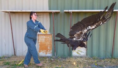 Oregon gets its first California condor visit in 122 years