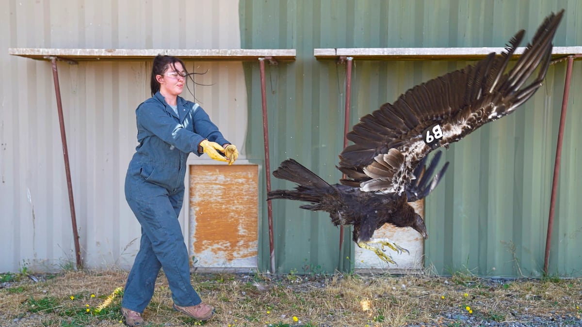Oregon gets its first California condor visit in 122 years