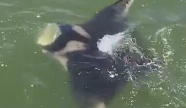 One of the Gulf's largest animals makes surprise appearance near Texas