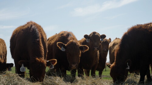 cute cows_Alex Templeton_FarmHER RanchHER Season &