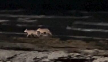 Coyotes caught splashing through Gulf waves at Texas beach