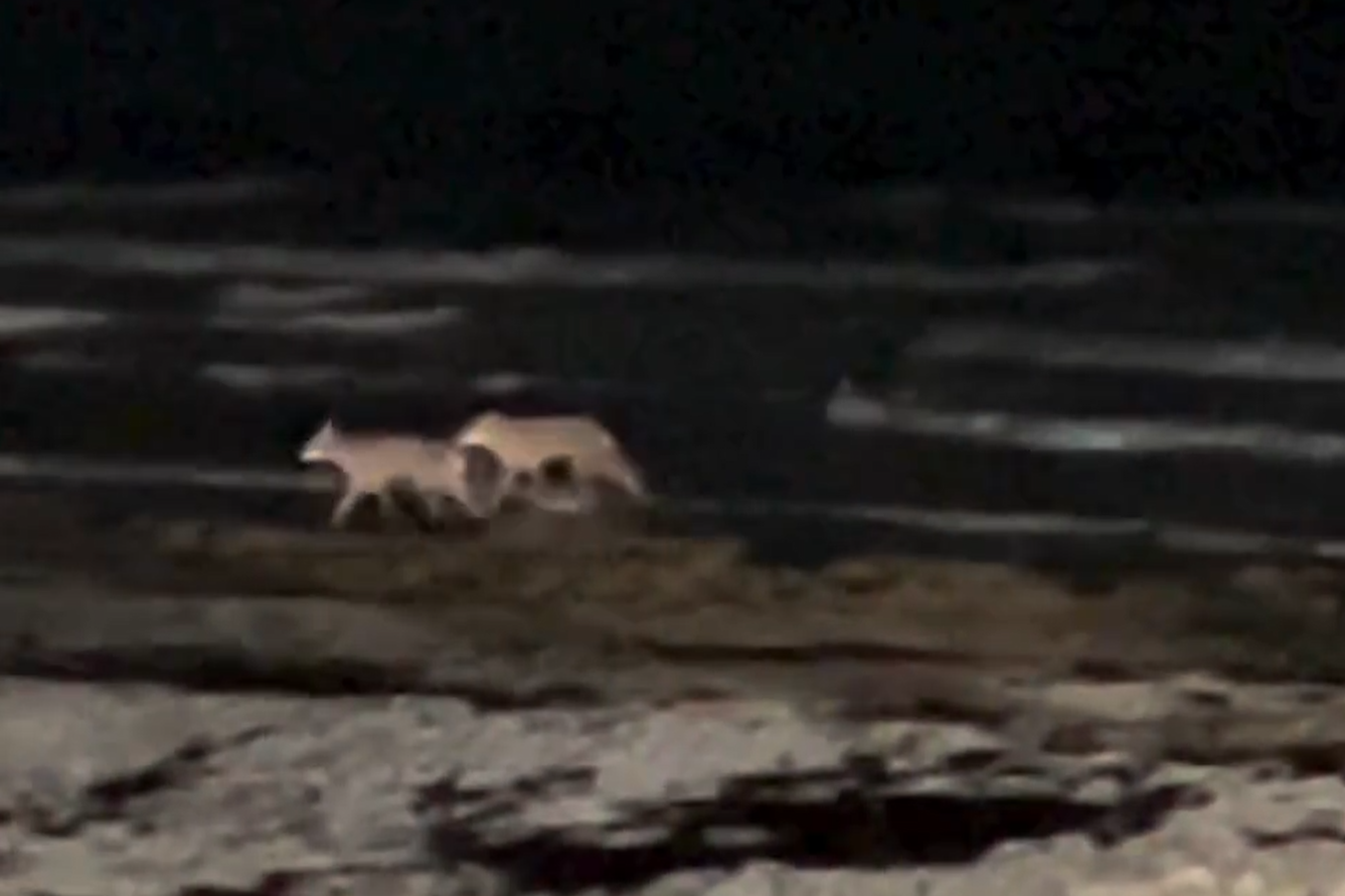 Coyotes caught splashing through Gulf waves at Texas beach