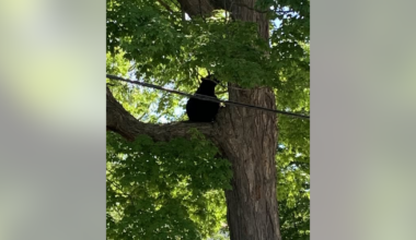 Another Michigan black bear sighting - this time in a Mt. Pleasant tree