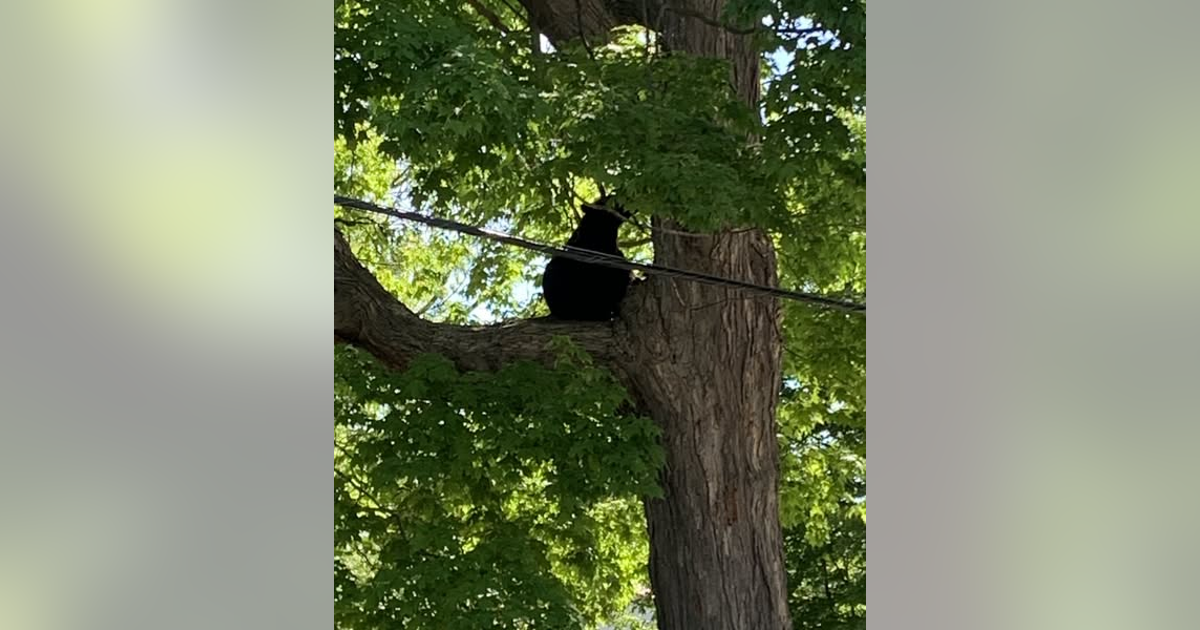 Another Michigan black bear sighting - this time in a Mt. Pleasant tree