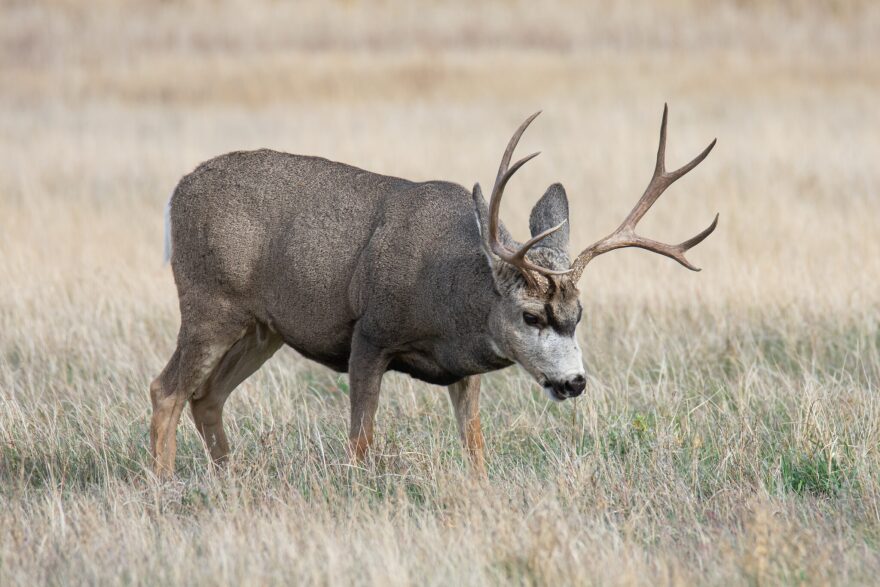 An adult male mule deer walks on Oct. 22, 2024, in the National Elk Refuge in Wyoming. 
