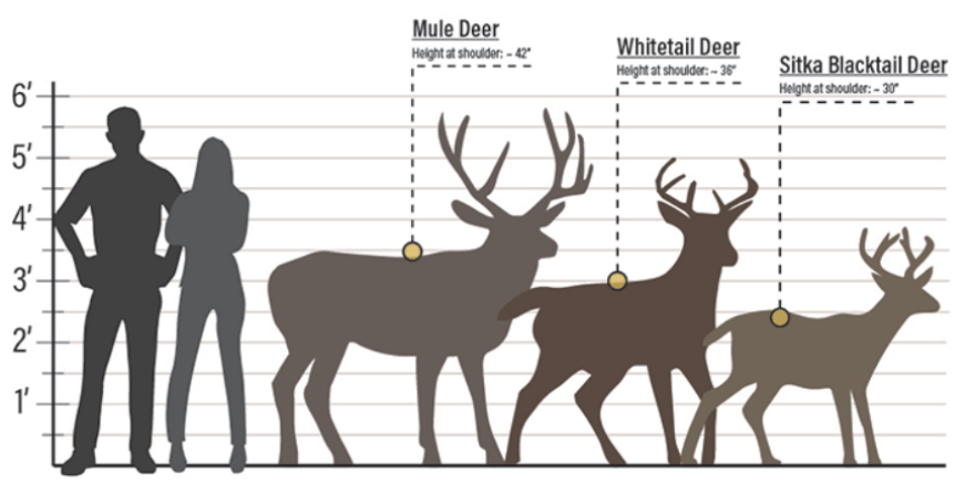 A chart shows the difference in sizes between mule deer and whitetail deer, which are newcomers to Alaska, and Sitka blacktail deer, which has a long-established population.
