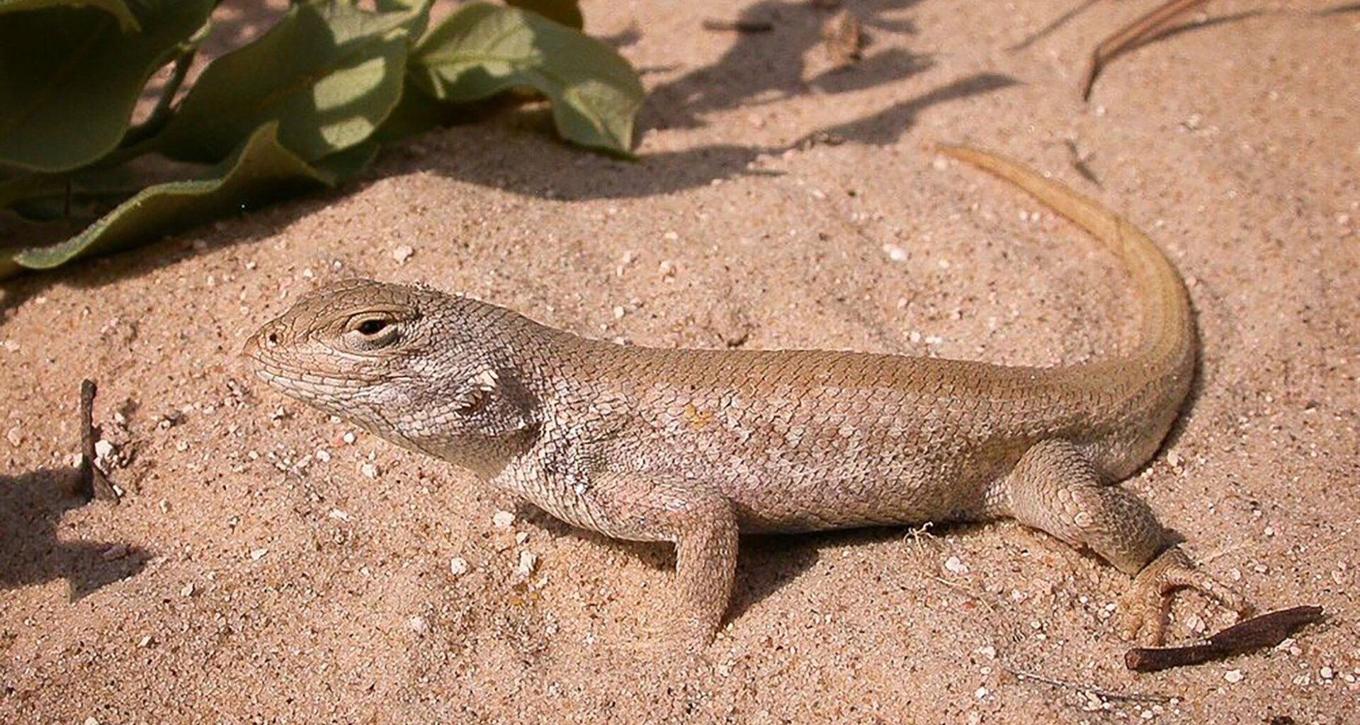 Texas lizard loses endangered status in oilfields clash
