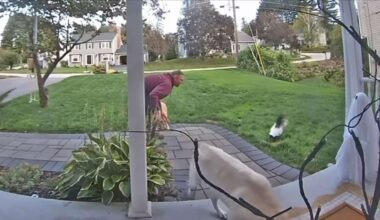 Have You Seen This? A visit from the world's friendliest skunk