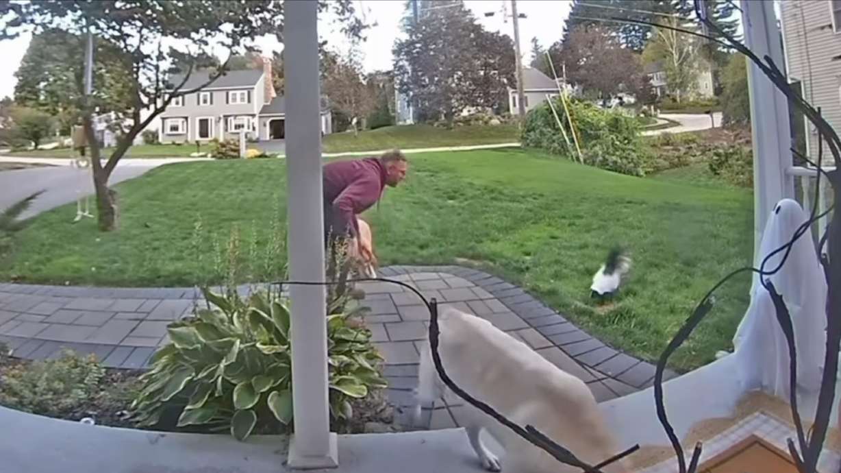 Have You Seen This? A visit from the world's friendliest skunk