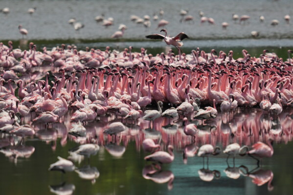 A flamboyance of flamingoes feeds at a creek in Navi Mumbai, India, Tuesday, June 2, 2026. (AP Photo/Rafiq Maqbool)