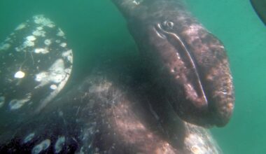 In a warming Arctic, gray whales struggle to find nourishment