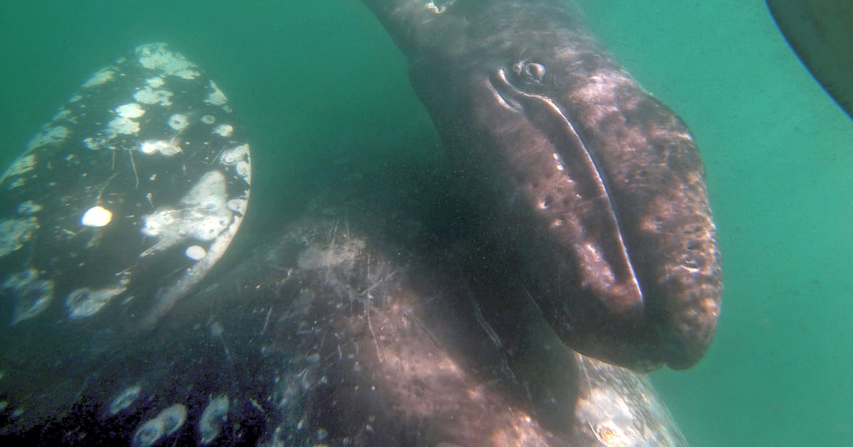 In a warming Arctic, gray whales struggle to find nourishment