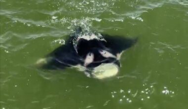 Why a giant manta ray appeared near a Galveston fishing pier