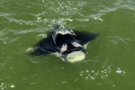 Why a giant manta ray appeared near a Galveston fishing pier