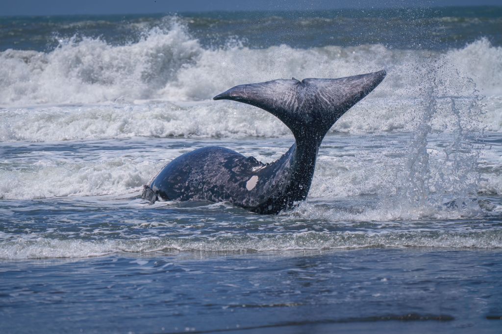 Nature photographer captures dramatic encounter with gray whale on Humboldt County beach