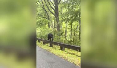 Have You Seen This? Mama bear walks along parkway guardrail