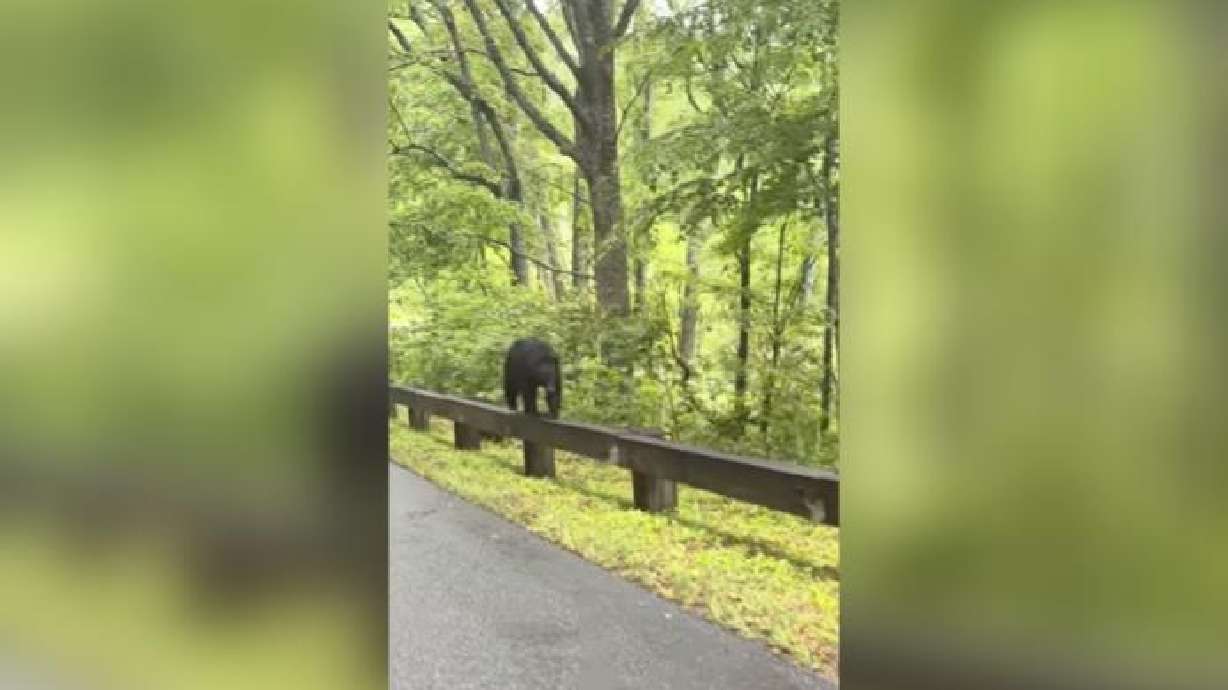 Have You Seen This? Mama bear walks along parkway guardrail