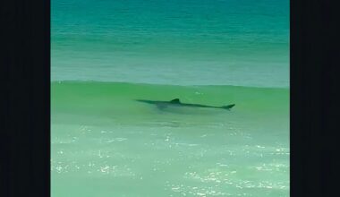 Shark appears in waves at tranquil Nantucket beach, stunning onlookers