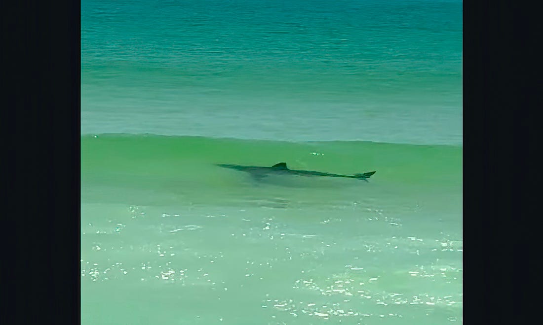 Shark appears in waves at tranquil Nantucket beach, stunning onlookers