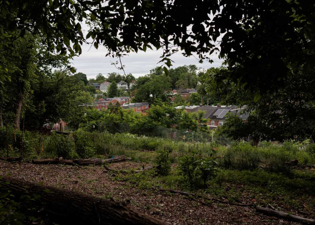 Thursday, May 21, 2026 — An Urban Forest Regeneration Research Plot behind the Stillmeadow Community Fellowship Church in Baltimore, MD.