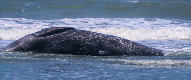 A 25-foot gray whale attempts to get back into the surf after being beached at Trinidad State Beach in Humboldt County, Thursday, May 21, 2026. Nature photographer Michael Salvaggio took photos of the incident while visiting the North Coast, and said the whale eventually returned to the ocean. (Michael Salvaggio)