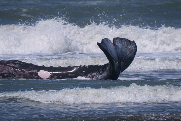 A 25-foot gray whale attempts to get back into the surf after being beached at Trinidad State Beach in Humboldt County, Thursday, May 21, 2026. Nature photographer Michael Salvaggio took photos of the incident while visiting the North Coast, and said the whale eventually returned to the ocean. (Michael Salvaggio)
