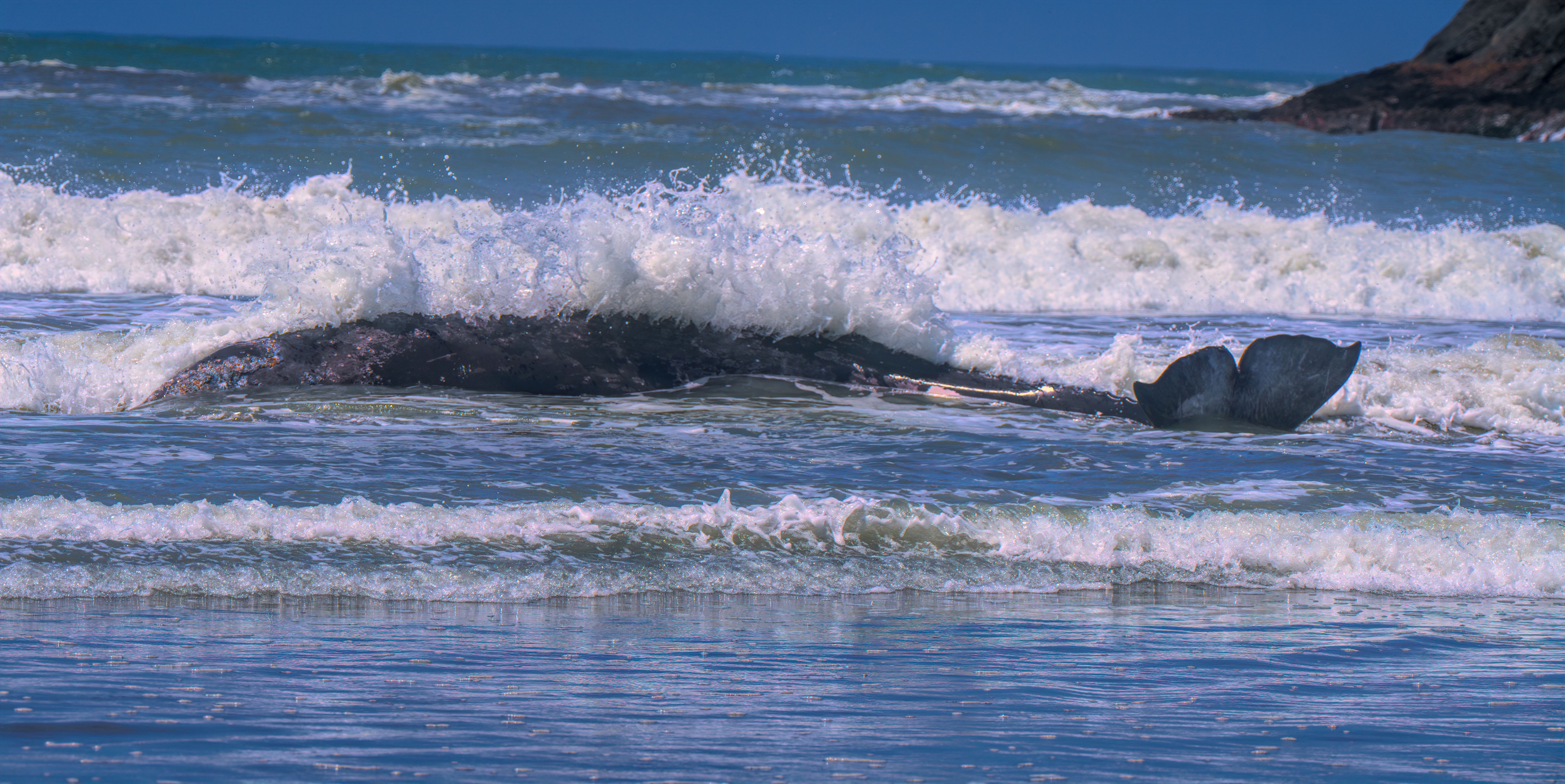 A 25-foot gray whale attempts to get back into the...