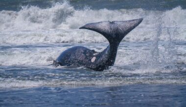 Photos show East Bay man’s close encounter with gray whale on North Coast beach – The Mercury News