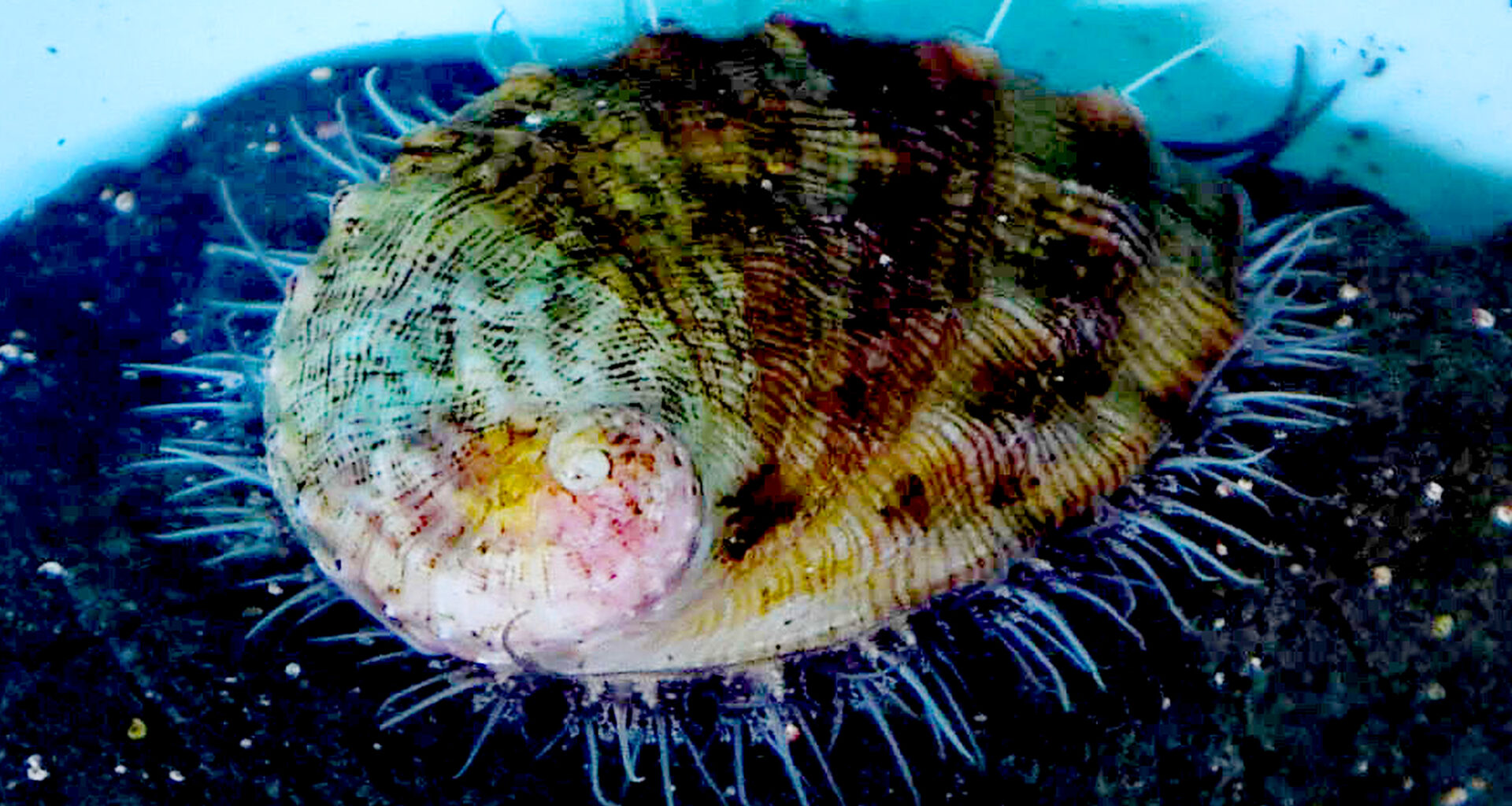 Scientists spot rare ocean animal for the first time in 5 years