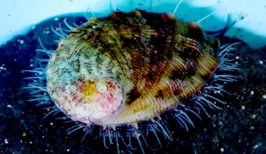 Scientists spot rare ocean animal for the first time in 5 years