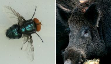 Invasive species spreading across US ranked: most to least concerning