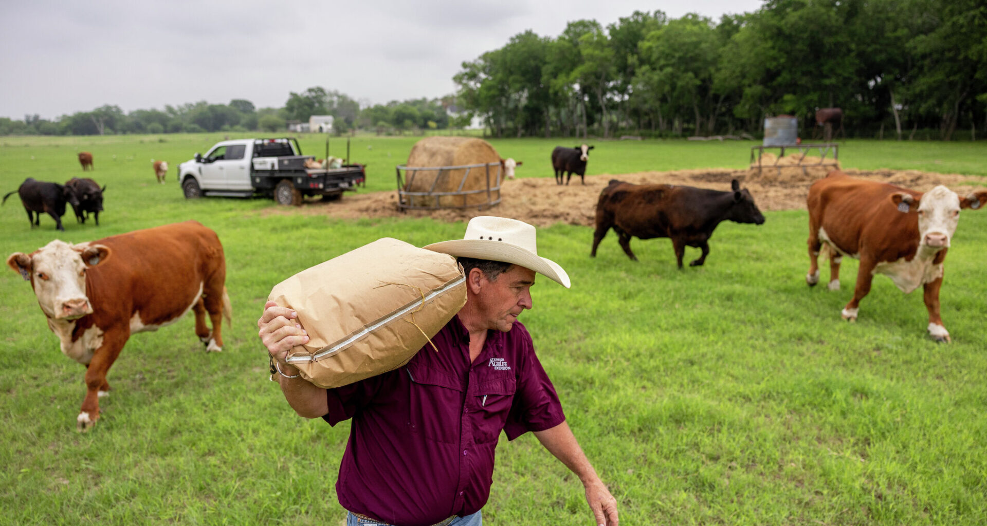Bryan Davis, a fourth-generation rancher, herds his cattle to feed them on Wednesday, April 29, 2026, in Marion, Texas.