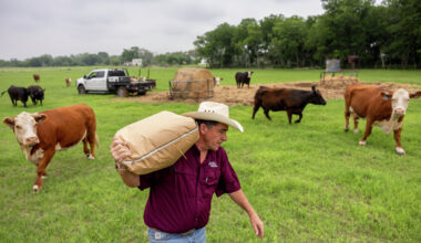 Bryan Davis, a fourth-generation rancher, herds his cattle to feed them on Wednesday, April 29, 2026, in Marion, Texas.