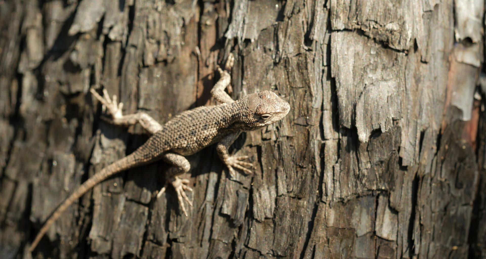 Texas lizard may lose endangered species status