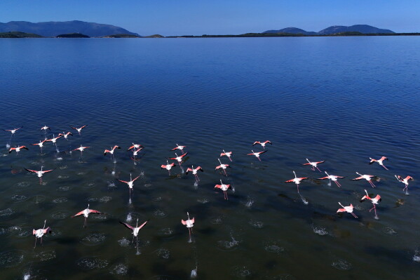 Flamingos are pictured over Narta lagoon area, western Albania, Saturday, June 6, 2026, where a massive coastal development project linked to Jared Kushner is facing resistance over concerns about environmental impact and transparency. (AP Photo/Hameraldi Agolli)