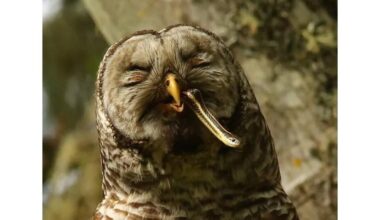 Yakama Nation begins barred owl culling in Washington State