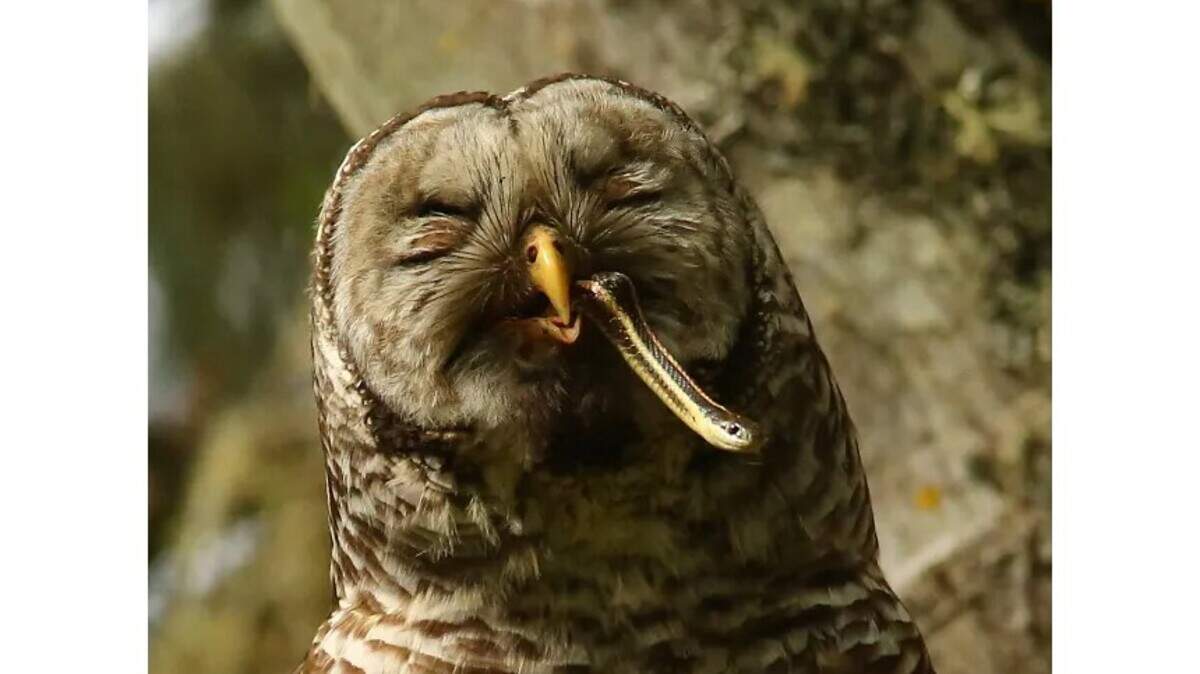 Yakama Nation begins barred owl culling in Washington State