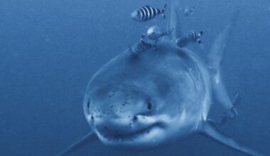 Rare footage of Mediterranean great white shark captured by ghost diver