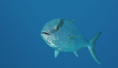 $10M study provides findings of Gulf of Mexico amberjack