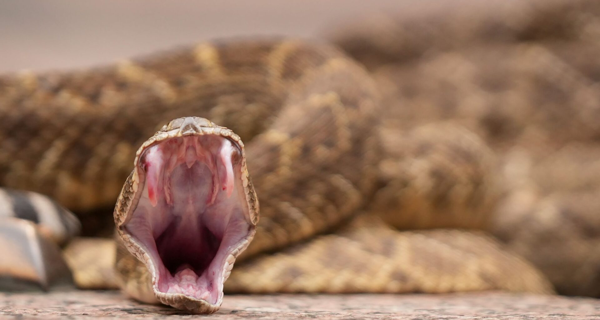 Austin snakes: How to identify venomous and harmless species