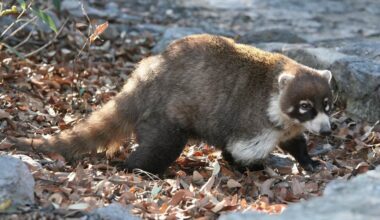 Coati tests positive for rabies at Boyce Thompson Arboretum in Superior